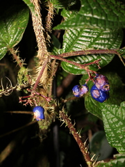 Miconia mortoniana