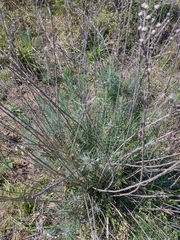Lessingianthus plantaginodes
