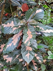 Graptophyllum pictum