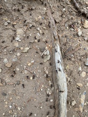 Formica integra