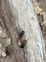 Formica integra