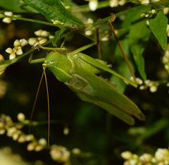 Neoconocephalus retusus