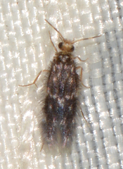 Hydroptilidae