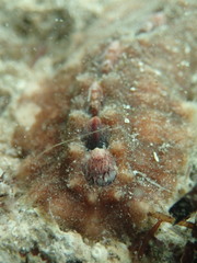Cryptoplax striata