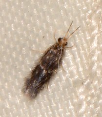 Hydroptilidae