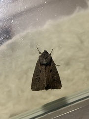 Lacinipolia renigera