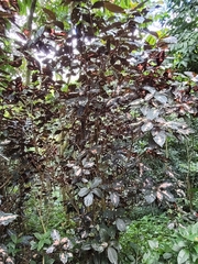 Graptophyllum pictum