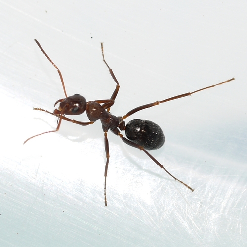 Variable Field Ant photo 2