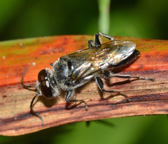Astata
