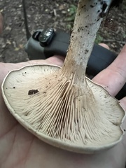 Entoloma