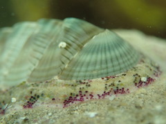 Rhyssoplax calliozona