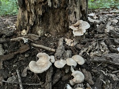 Entoloma