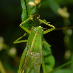 Neoconocephalus retusus