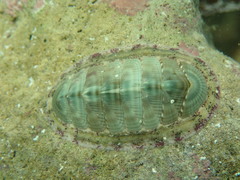 Rhyssoplax calliozona