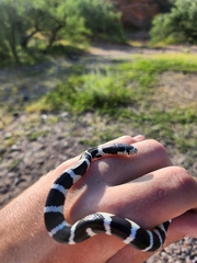 Lampropeltis californiae