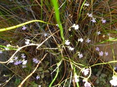 Stylidium candelabrum
