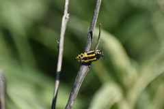 Acmaeodera scalaris