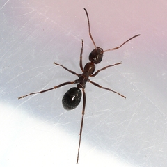 Formica pallidefulva