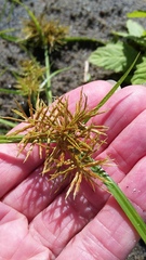 Cyperus engelmannii