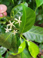 Ixoroideae