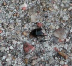 Pangaeus bilineatus