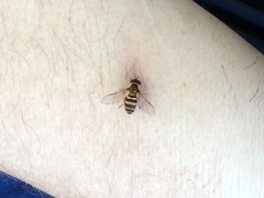 Metasyrphus