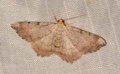 Macaria minorata