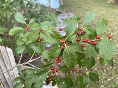 Ilex verticillata