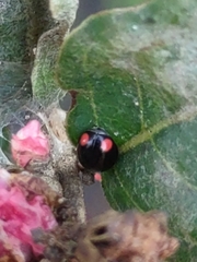 Hyperaspis bigeminata