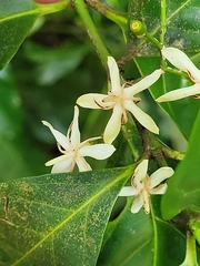 Ixoroideae