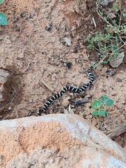Lampropeltis californiae