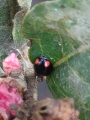 Hyperaspis bigeminata