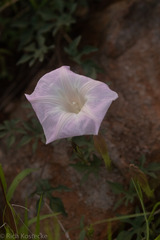 Ipomoea lindheimeri