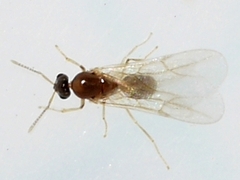 Brachymyrmex depilis