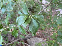 Ilex verticillata