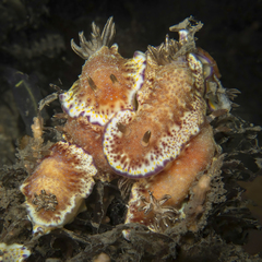 Goniobranchus collingwoodi