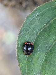 Hyperaspis bigeminata