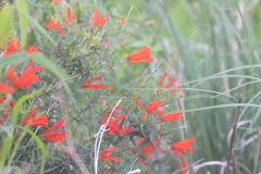 Bouvardia ternifolia