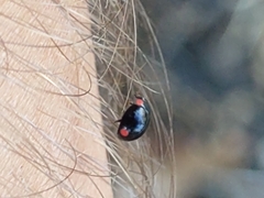 Hyperaspis bigeminata