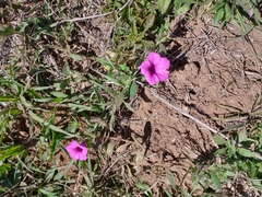 Petunia integrifolia