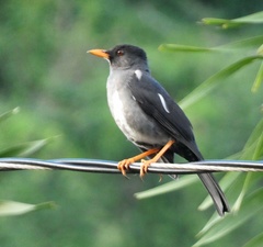 Turdus aurantius