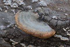 Fomitopsis schrenkii