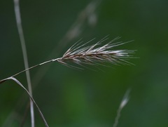 Elymus virginicus