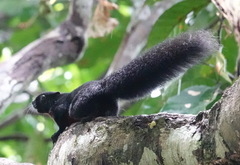 Callosciurus prevostii