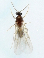 Brachymyrmex depilis
