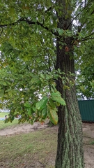 Quercus montana