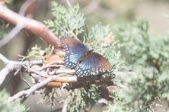 Limenitis arthemis arizonensis
