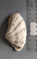 Tridacna