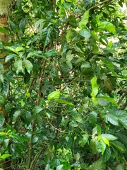 Ixoroideae