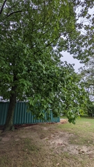 Quercus montana